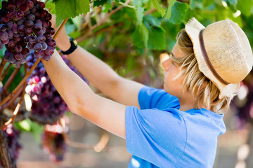 Boy in vineyard