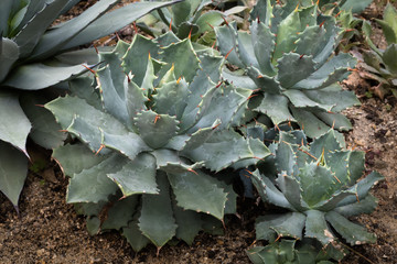Fototapeta premium This is a photo of some kinds of succulent, was taken in Xiamen botanical garden, China.