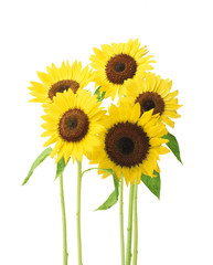 Obraz premium ひまわりの花