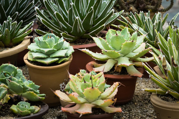 This is a photo of some kinds of succulent, was taken in Xiamen botanical garden, China.