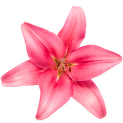 Naklejka na ściany i meble Blooming pink lily