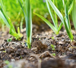 Young green garlic seedlings growing at spring time from earth. Garlic seedlings. Green garlic. Garlic in garden. Garlic plantation.  Growing garlic. Garlic closeup. Garlic plant.