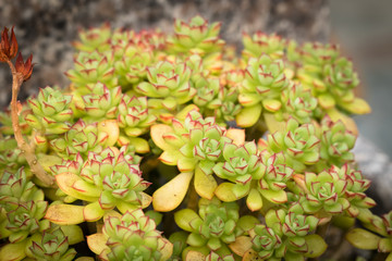 This is a photo of some kinds of succulent, was taken in Xiamen botanical garden, China.