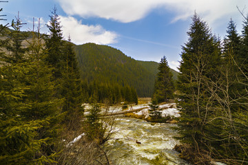 Obraz premium Landscape with a river flowing through a pine forest in the moun