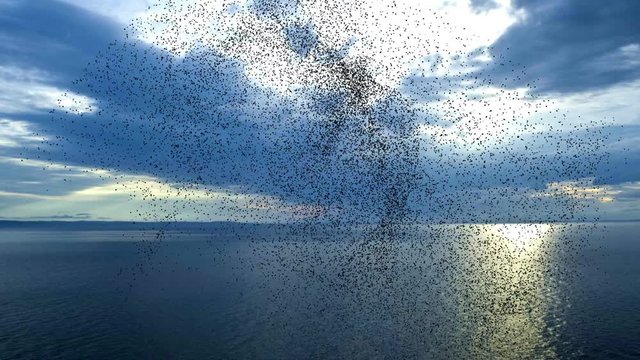 Flock of birds swarming against blue sunset sky, over ocean