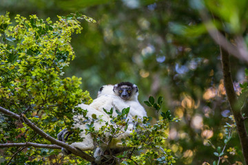 Lémurien blanc de madagascar