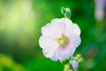 Obraz na płótnie Canvas flower growing in garden with sun and bokeh