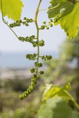 Vine sprout with young bunch of grapes
