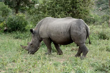 Foto op Plexiglas White rhinoceros grazing as he moves through a clearing in the bush © robbyh
