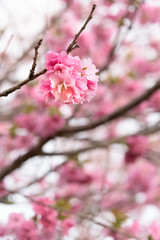 Obraz premium Double cherry blossoms