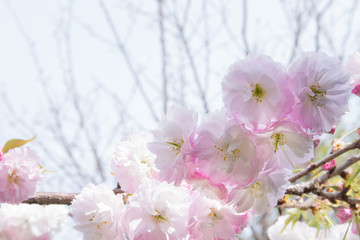 Double cherry blossoms