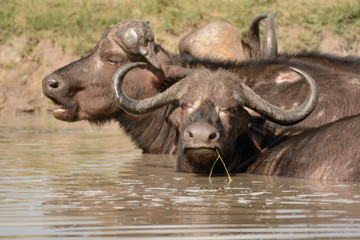 Obraz premium African Buffalo herd resting in a shallow pool of water to cool down from the oppressive heat