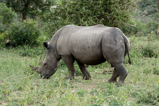 White rhinoceros grazing as he moves through a clearing in the bush