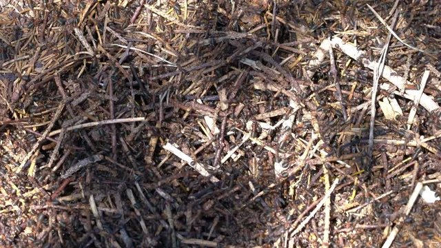 Ameisenhaufen im Wald mit regem Treiben
