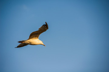 Fototapeta na wymiar Hovering seagull against the sky