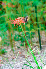 Lycoris radiata and Swallowtail butterfly
