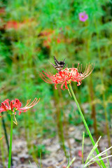 Lycoris radiata and Swallowtail butterfly

