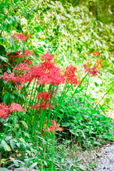 Lycoris radiata
