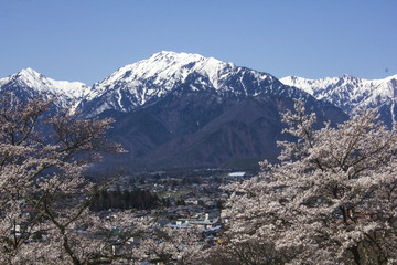 残雪の北アルプスと桜