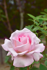 Pink Rose
