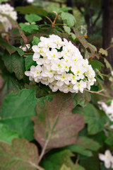 White Hydrangea
