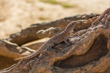 Lézard sur un tronc d'arbre à Madagascar