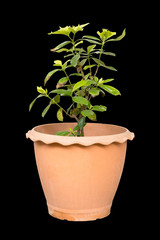 Gardenia jasmine isolated on black background with clipping path