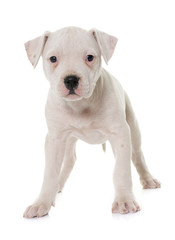 Fototapeta premium puppy american bulldog