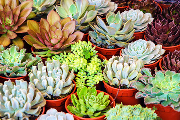 succulents in a planter