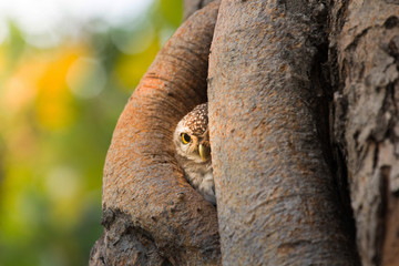 Spotted owlet