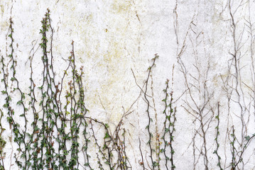 Ivy climbing up rstic wall
