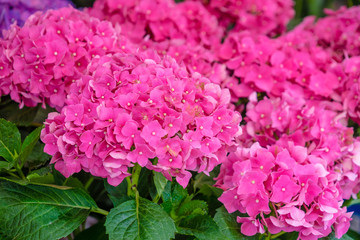 pink hydrangea