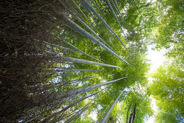 Bamboo forest, lighting green and serene scenic of bamboo grove forest at Arashiyama, Kyoto, Japan
