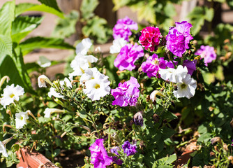 Obraz premium Abstract background of flowers. Close-up.