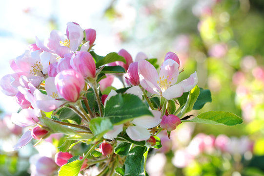 Fr&uuml;hling 187