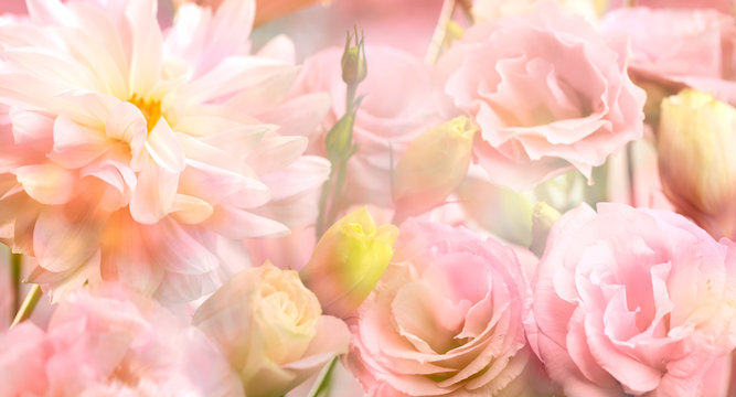 Pink peony flower background