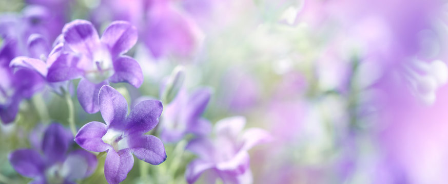 Lilac flowers