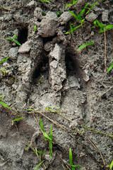 Wild Boar Track, Footprint Step On Forest Ground