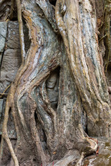 Ta Prohm Hidden Face insde tree