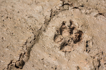 Wolf dog footprint paw tracks in mud