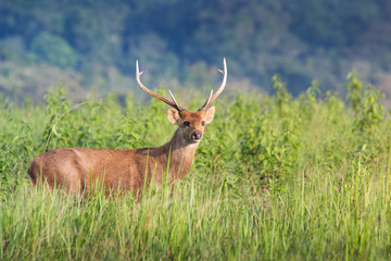 hog deer