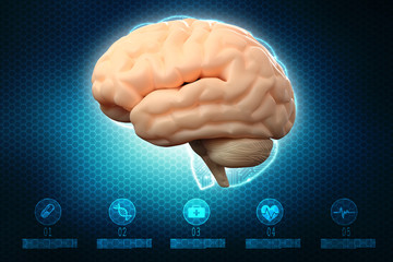 Human brain 3d illustration
