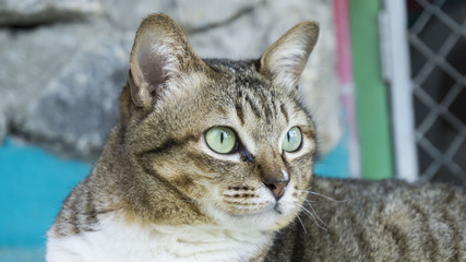  Close up and focus on cat face, Ginger cat