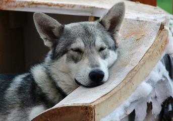 wolf-dog resting in the chair