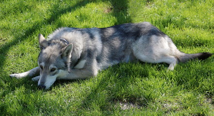 wolf-dog resting in the garden