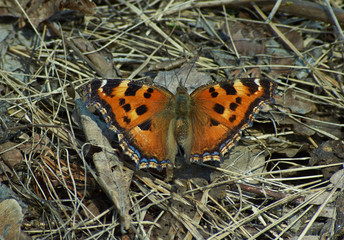 Butterfly busy to forage on forest colors.