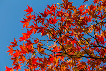 Maple, Texture of yellow, orange and red maple leaves full blossom in Autumn, Japan