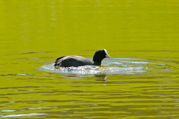 Foulque macroule sur l'eau verte