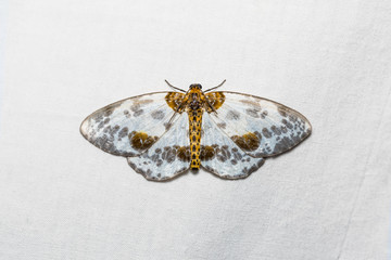 Fototapeta premium Ćma Abraxas lugubris na białym ekranie