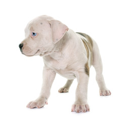 Fototapeta premium puppy american bulldog